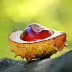 Castagne: proprietà benefiche e valori nutrizionali