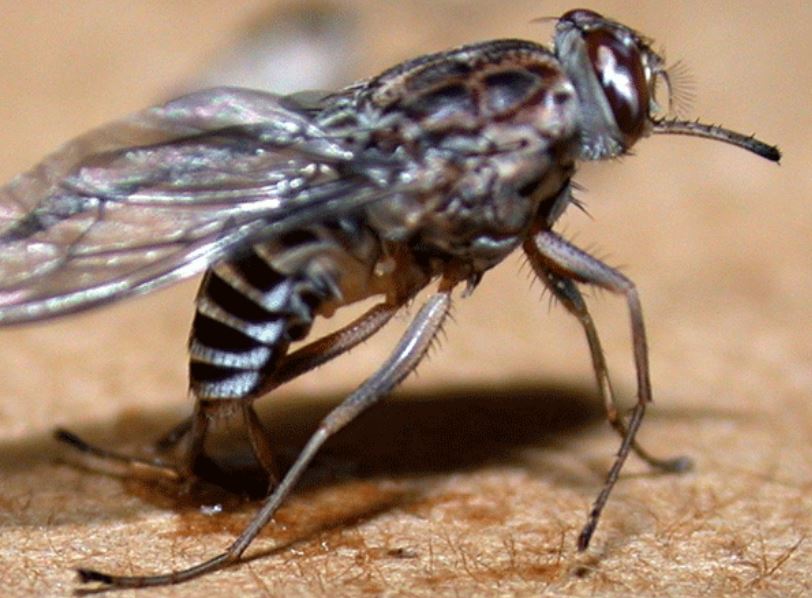 Malattia del sonno: come si manifesta, diagnosi e trattamento