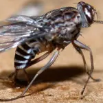 Malattia del sonno: come si manifesta, diagnosi e trattamento