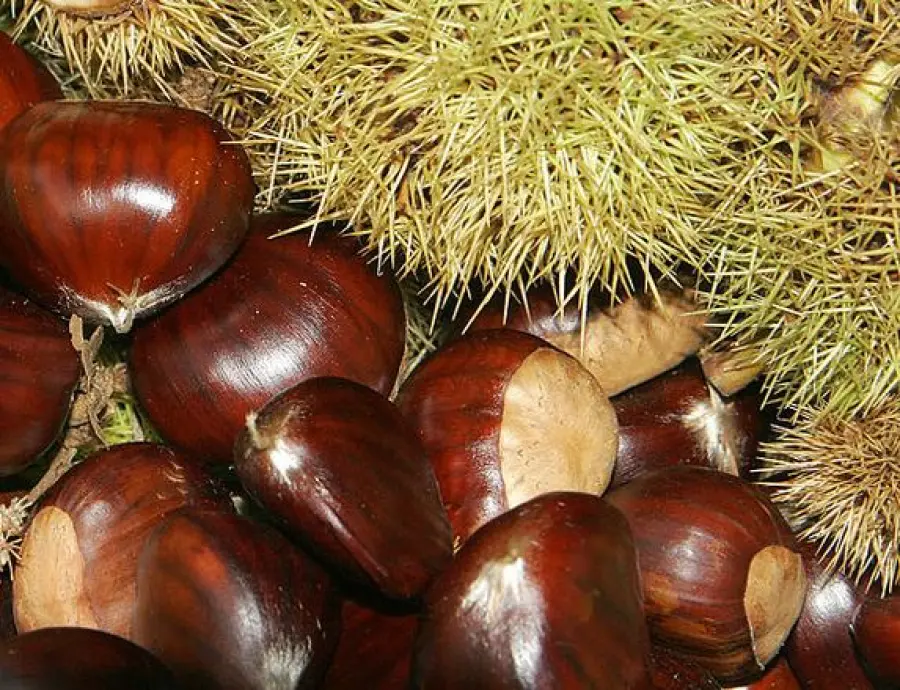 Come usare le castagne per la salute di viso, capelli e corpo