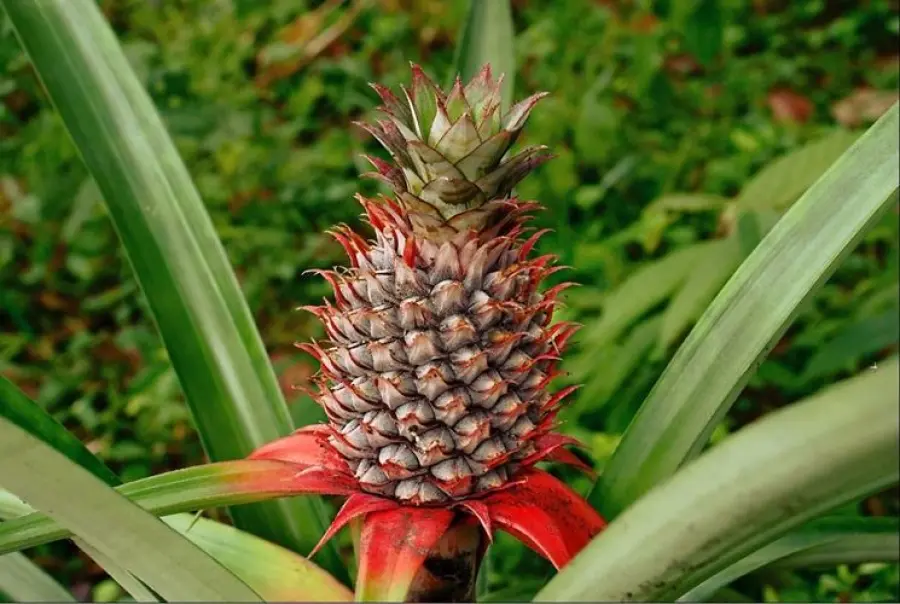 Ananas: proprietà nutritive e calorie