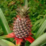 Ananas: proprietà nutritive e calorie