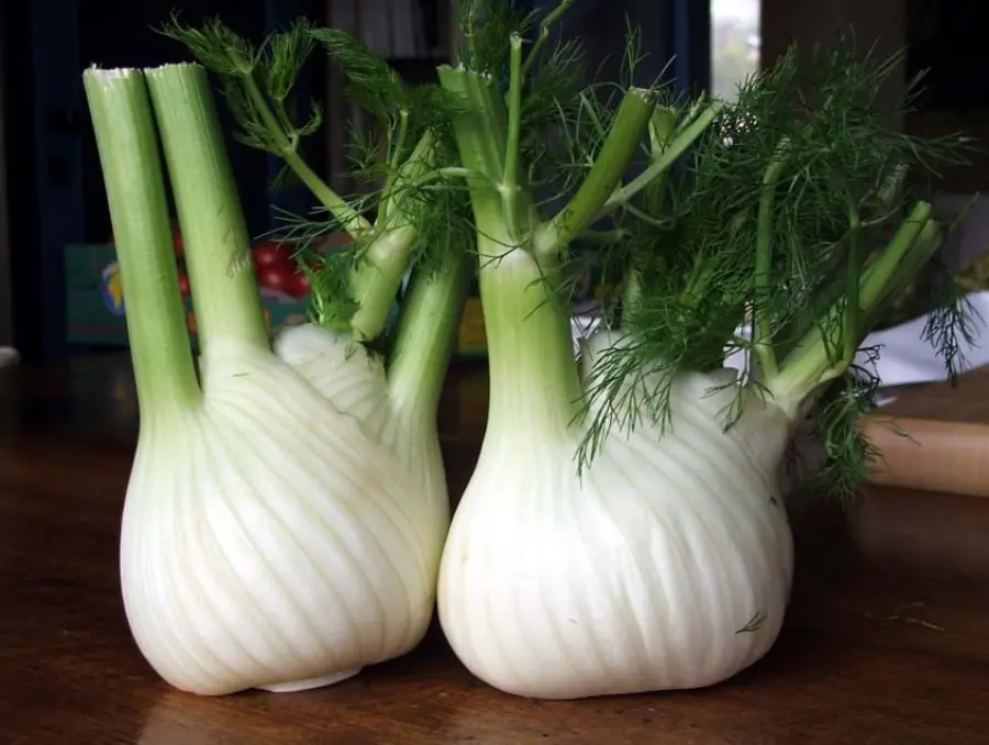 Il Finocchio e le sue proprietà, benefici e usi nelle ricette