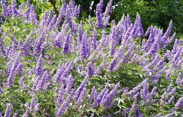 Agnocasto: tutte le proprietà benefiche della pianta