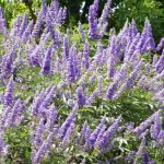 Agnocasto: tutte le proprietà benefiche della pianta