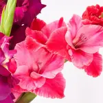 Gladiolo: fiore e significato