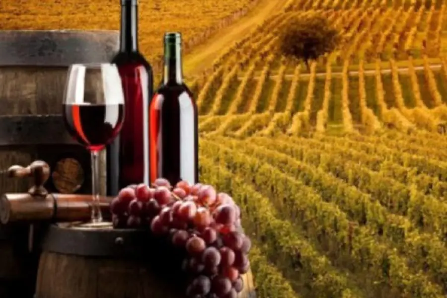 Vini delle langhe, alla scoperta di quelli più famosi