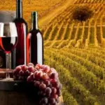 Vini delle langhe, alla scoperta di quelli più famosi