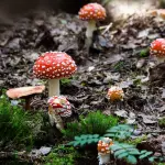 Le intossicazioni alimentari